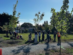 Group planting trees in Philip Brethour Park