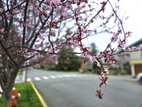 A close of a branch of pink cherry blossoms and purple leaves, There is an empty street and a blurred crosswalk in the background.