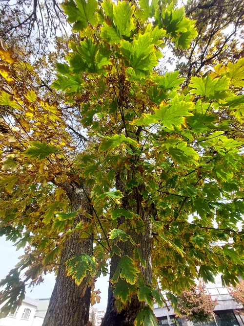 Looking up at an oak tree whose green leaves are turning gold on the outer edges.