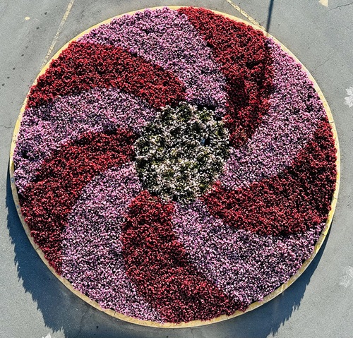 An overhead view of a circular garden with pink and red flowers in a pinwheel design, and white in the centre.