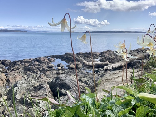 Web - Fawn lily