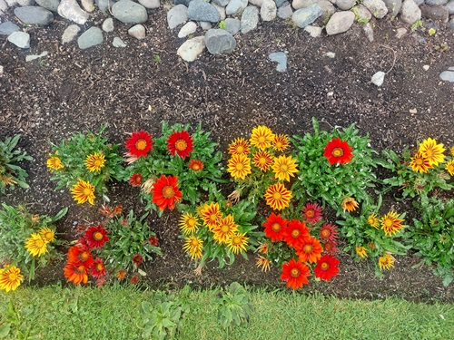 Yellow and orange gazanias in a flower bed, with grass on one side and rocks on the other.