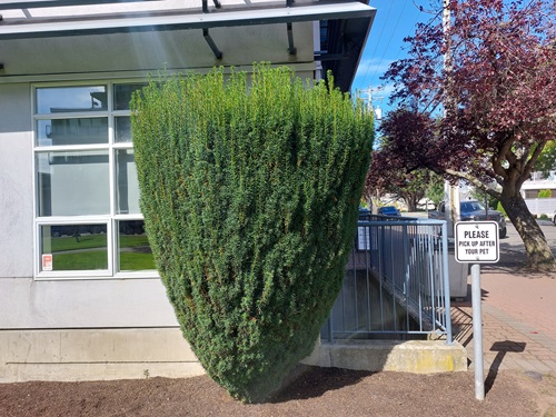 A large green shrub shaped like a badminton birdie that looks a little like the Marvel character Groot, but really it isn't.