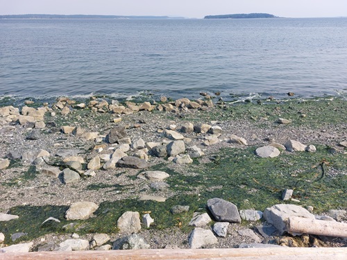 A rocky beach at low tide, with big patches of green seaweed, large rocks, and the odd piece of bull kelp.