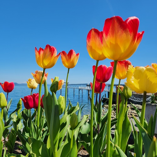 Red and yellow tulips stand tall and regal in front of the Bevan Fishing Pier.