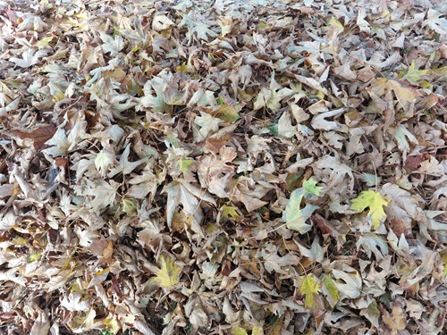 An overhead view looking down into a pile of crunchy, fallen leaves.