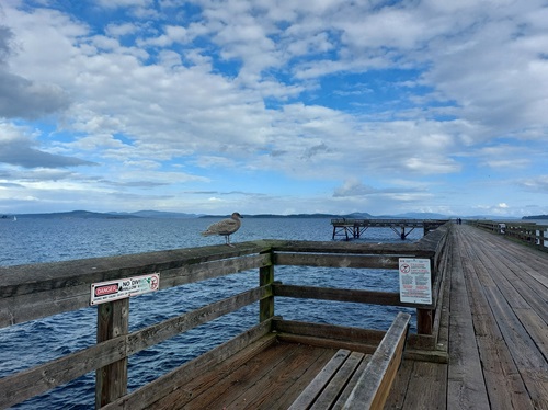 A seagull rests on top of a wooden railing on the Sidney Fishing Pier, which stretches into the distance, over choppy water and under an overcast sky.