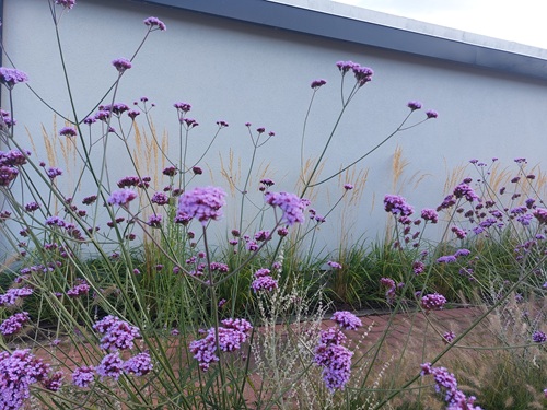 Purple verbena with a blue wall in the background.