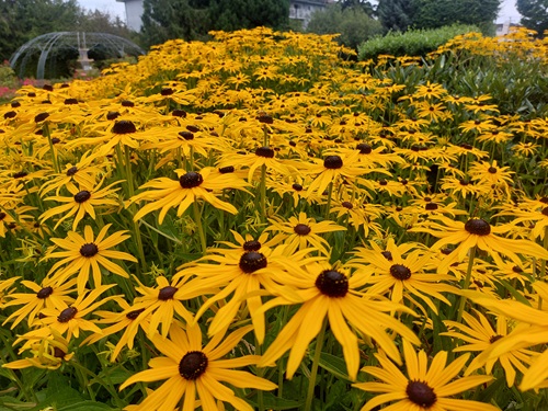 A picture of hundreds of golden yellow daisies, taken at an angle that gives the illusion of an unending river.