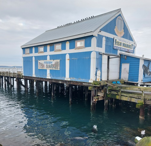 The blue fish market on the Beacon Wharf, sits about two lazy seals in the water waiting for fish.