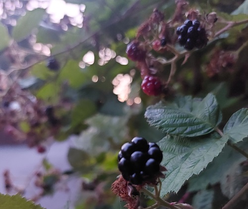 A close up view of ripe blackberries on the vine.