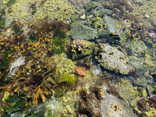 An overhead view of a tide pool, teeming with barnacles, rocks, and kelp. There are at least half a dozen camouflaged crabs hanging out.