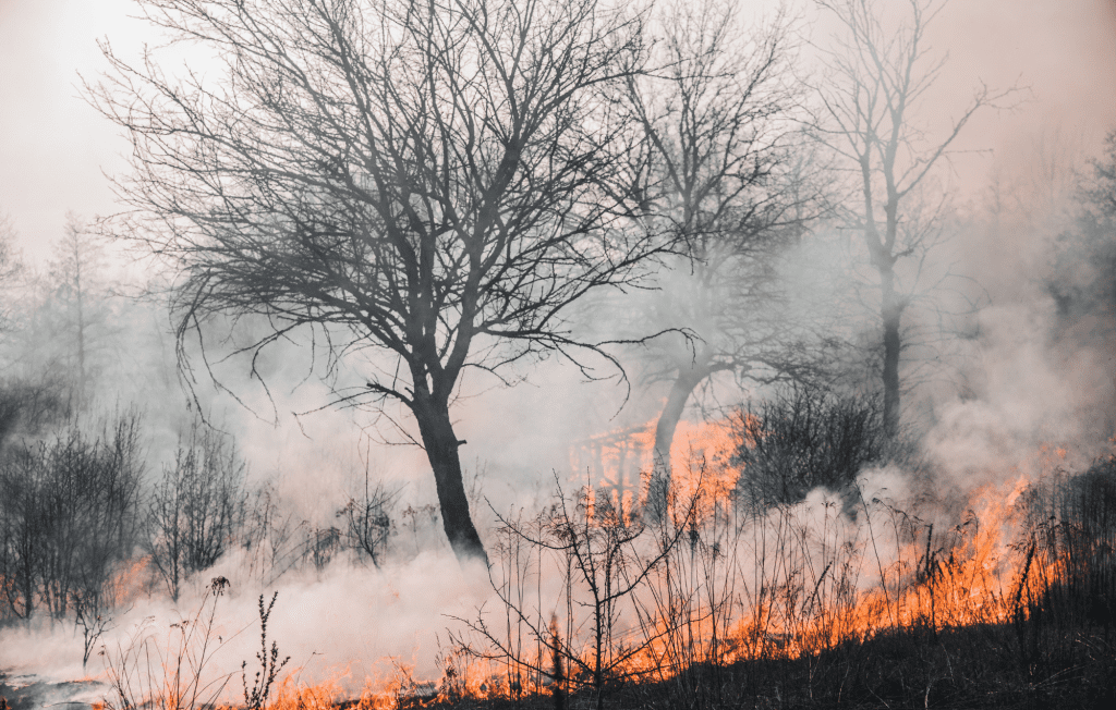 Low lying fire with trees and long grass