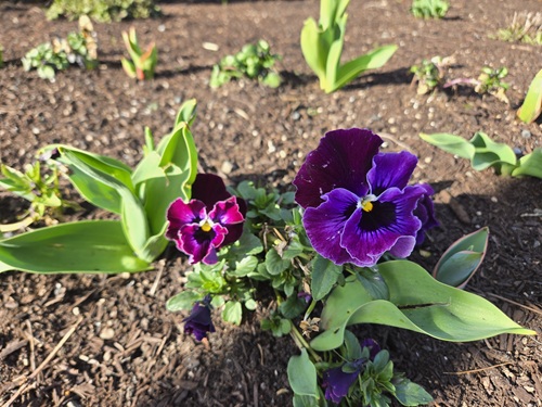 Two purple pansies bloom in a dirt garden bed with other yet-to-bloom plants nearby.